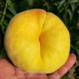 ��԰�ճ����۴�����������2�š�����4��������С��