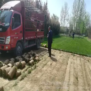 商洛百慕大草坪草籽-出芽快密度好 混播草坪种子价格