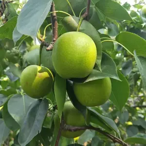 翠玉梨苗 早熟梨新品种518梨树苗嫁接梨苗保品种提供种植技术