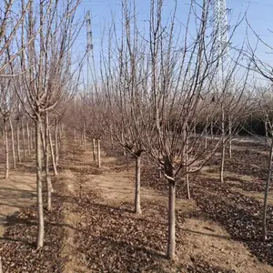 绚丽海棠工程苗价格5公分-8公分-10公分绚丽海棠地头价格