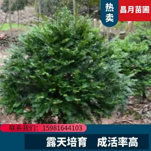 红豆杉 特选北方红豆杉树 5 8 10 12 15 25公分 基地批发 天一景
