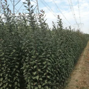 美国8号苹果树苗 帅阳苗木 美国8号苹果树苗基地 蜜脆苹果树苗 自产自销