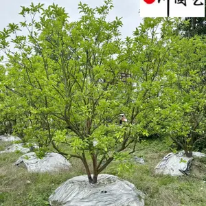 四川香泡工程苗批发 10-20公分香泡柚子树价格 丛生香泡基地直销