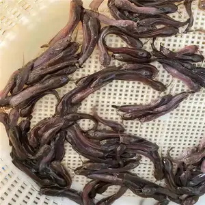 �Ͻ��������� ��������������ֳ���� ������������