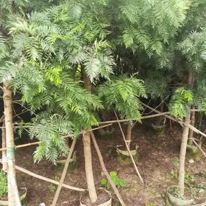 供应供银桦树(银橡树 抗污染)
