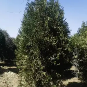 ������������� ȫ����ػ��� ũ��ֱ�� ����С���̻� Ӫ������