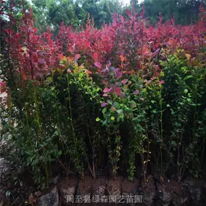 ������ҶС���������� ������ҶŮ�� ��Ҷʯ��������Ǯһ��