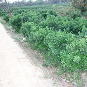 潢川大叶黄杨种植基地-潢川大叶黄杨-绿海苗圃(查看)