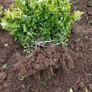 ������ɭŮ��С��۸����ż�������ӭ����