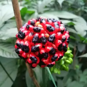 越南人参的图片 越南人参的作用及栽培方法