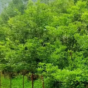 广东广州珠三角、短序润楠、楠树、生态林树、造林树种