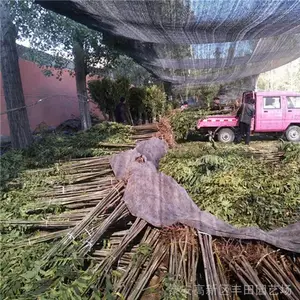 �������� �����㴻����ĵ�ѡ�� �㴻��������Ƶ ����