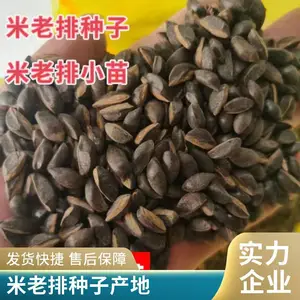 江西米老排种子价格 九江米老排种子 小苗杯苗图片展示