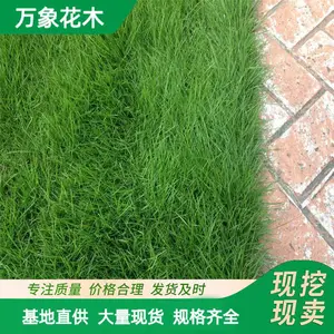苗圃出售四季青草坪草皮 耐践踏耐寒耐旱边坡绿化草 带土真草皮