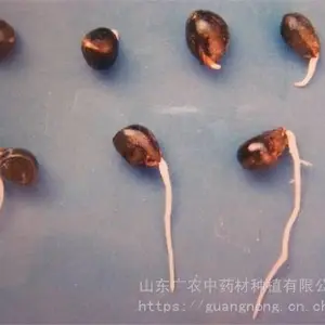 牡丹籽(干货)供应,菏泽牡丹种子,油用牡丹籽