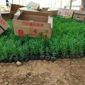 �޸�޹�²���ֲ���� ޹�²���������