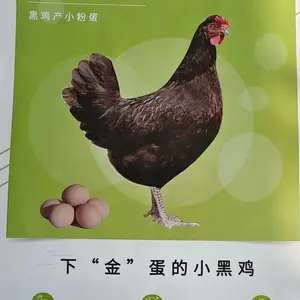 峪口禽业京粉8号青年鸡 京粉八号俗称黑凤青年鸡 京粉8号蛋鸡黑鸡产粉壳蛋