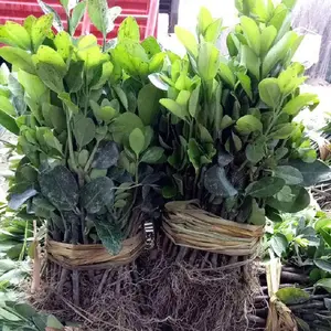 ������ ���ല�� ��Ҷ�����ļ������ͺ�ֲ���ϱ�����Ҷ������