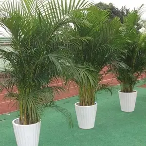 绿植花卉租赁_植物租摆_常州办公绿植租赁