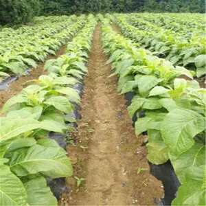果园松土机 背负式除草松土机 菜园翻土机