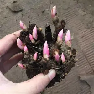 众协药材 白芍芽价格 白芍芽头哪里有卖 中药材芍药苗