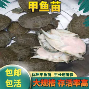甲鱼苗中华黄沙鳖鱼苗水鱼苗基地***格