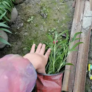 �� ���ļ�ʯ�� ����ʯ�� ŷʯ��Ļ��� ���繩Ӧ ��������