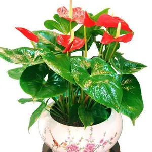 北京植物租摆室内绿植租赁