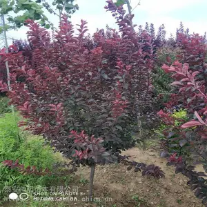 25������Ҷ�� ˧��������� ��Ҷ�����糧������ 2020�´�����