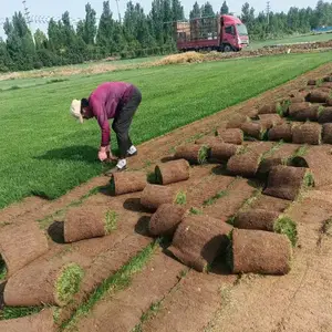 �ӱ�������ì��ˮ��ì-����С��-�̻���ì��- ��ƺ��ľ