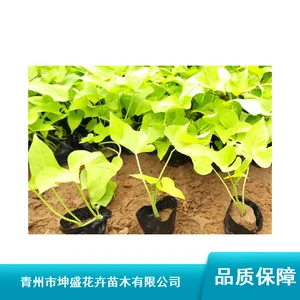 重庆冬季园艺草花容器苗_时令园艺草花哪里卖