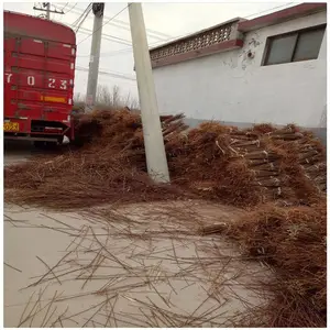 �Ҵ����п������������� ��÷Ů�������� ���� ������������
