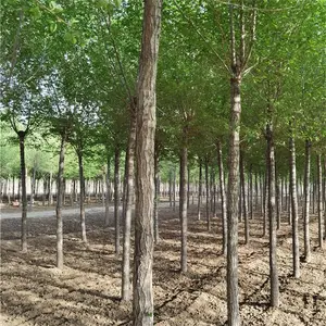 8公分榆树-榆树基地-苗木花卉-大冠幅-好养易活