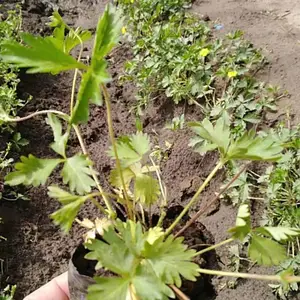委陵菜-宿根地被植物【委陵菜供应基地】北京本地苗