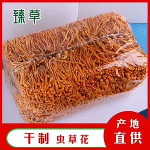 1.5公斤装北虫草/干制北虫草大孢子头/北虫草