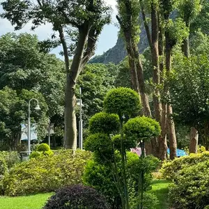 秦淮区公园绿化施工改建按需定制 真诚推荐 宜兴市龙崎园林绿化工程供应