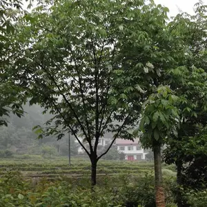 供应绿化 风景七叶树 耐寒七叶树批发基地
