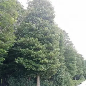 ϸҶ������� �����ϵ���� ��������� СҶ��骲��س���