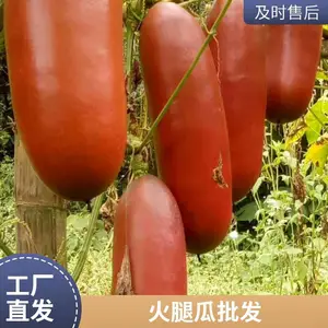 药食养生果蔬推荐项目 香茹蜜种植 香茹蜜种子批发 提供技术指导