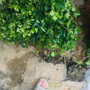 常青藤 爬墙虎 小苗 高坡围栏棚架立体绿化 爬藤绿篱植物