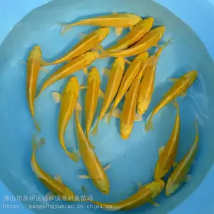����������� ������ �ʻ�������� ��ˮ��ֳ��������