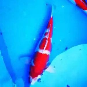 丽水专业出售各类锦鲤 锦鲤鱼苗 浙江养殖基地 淡水鱼