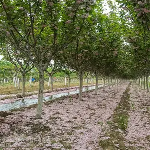 ����ũҵӣ���� �컨��Ҷ��ľ�̻��� ����ӣ����
