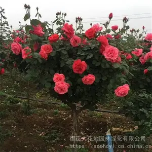 ����ؾ�4���ָ߸��¼����۸� �羰��״�¼�������