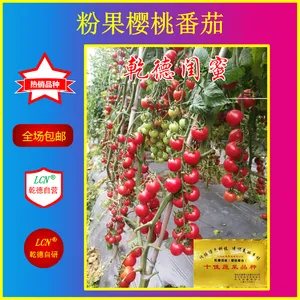 乾德闺蜜、粉果樱桃番茄种子、口感好