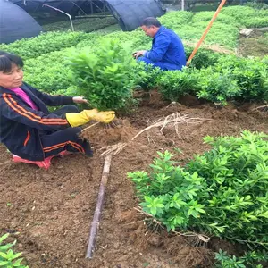 湖北襄阳杜鹃苗基地敬请致电