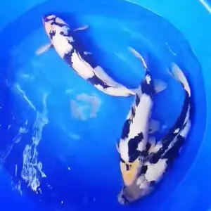 大规格锦鲤 活体观赏鱼锦鲤鱼 渔场直销