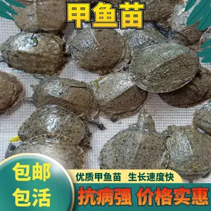 大量供应甲鱼苗台湾甲鱼苗甲鱼团鱼苗