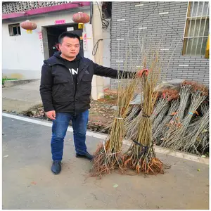 一年生板栗嫁接苗批发 0.5公分板栗小苗价格 润景农业基地供应