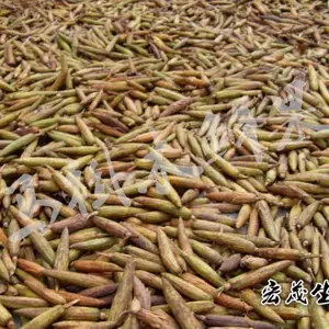 马褂木种子开始接受预订,马褂木种子批发,哪儿新采马褂木种子